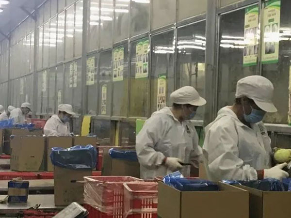 【城事】冬奧餐桌上有咱平度菜！平度企業(yè)供應(yīng)40多噸圓蔥